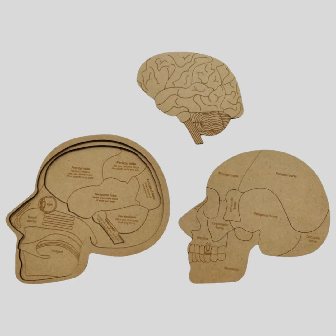 Human Skull Anatomy