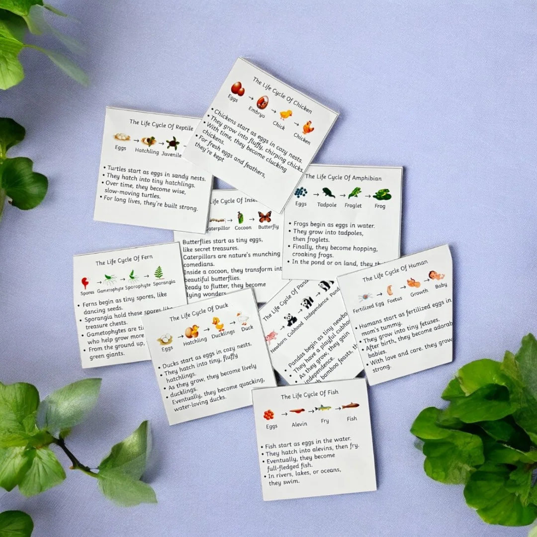 Life Cycle Board