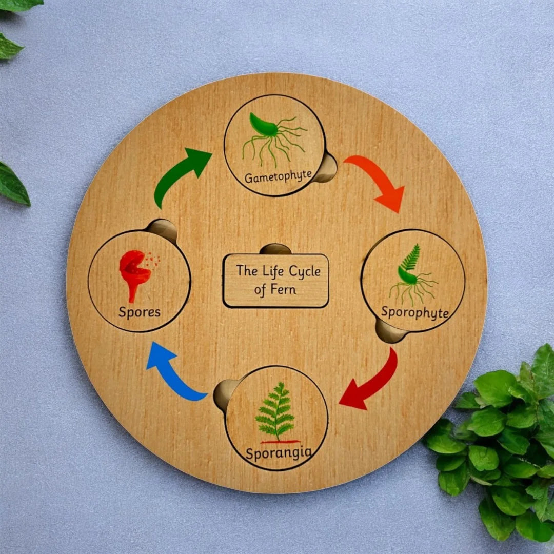 Life Cycle Board