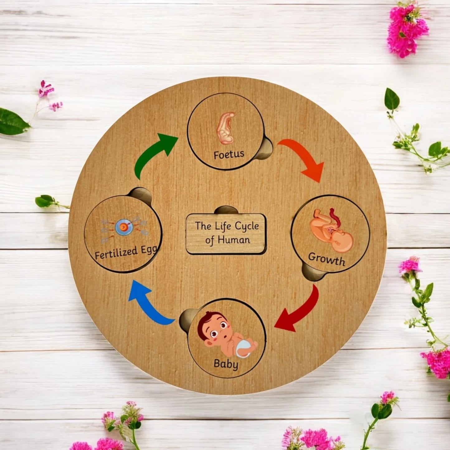 Life Cycle Board