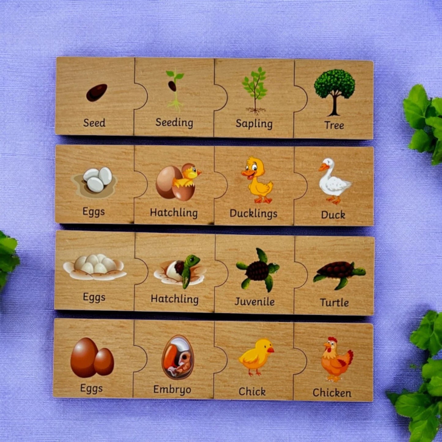 Life Cycle Puzzle