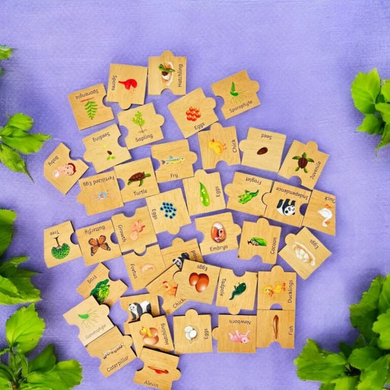 Life Cycle Puzzle