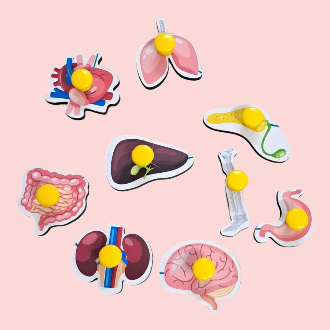 Organs Of The Body