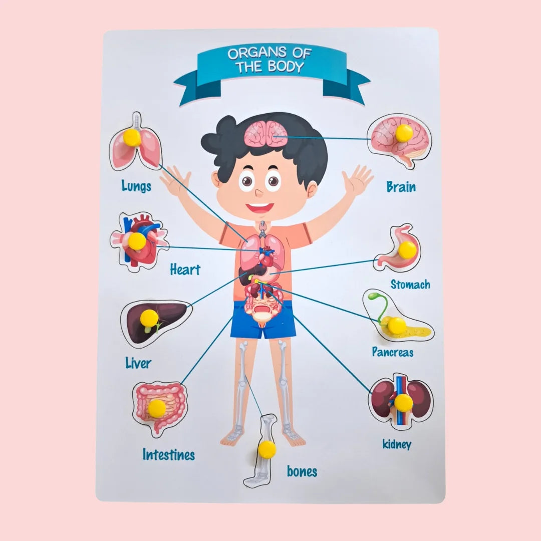 Organs Of The Body