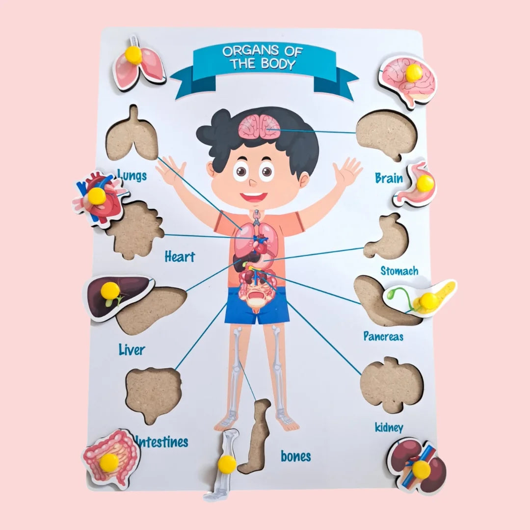 Organs Of The Body