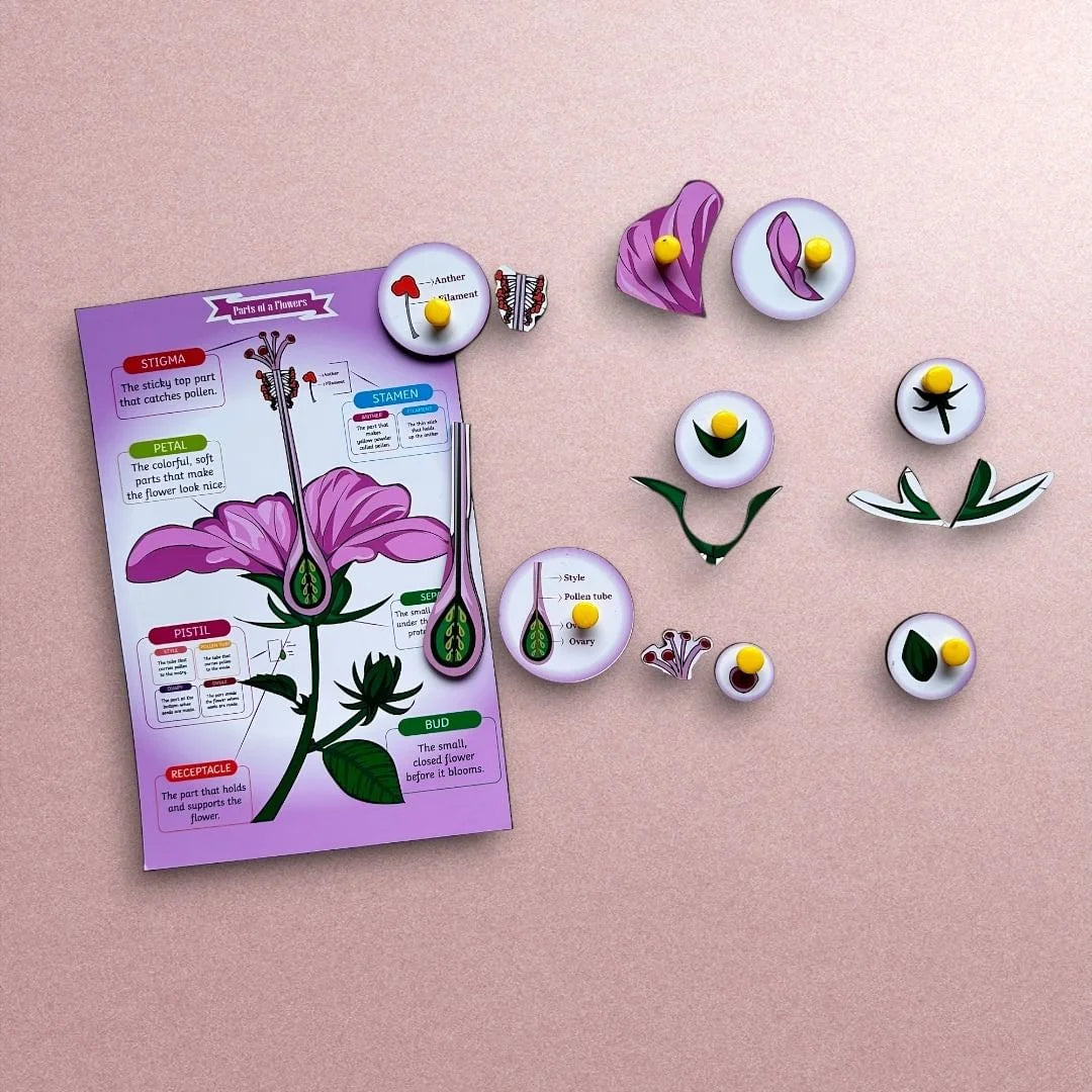 Parts of a Flower