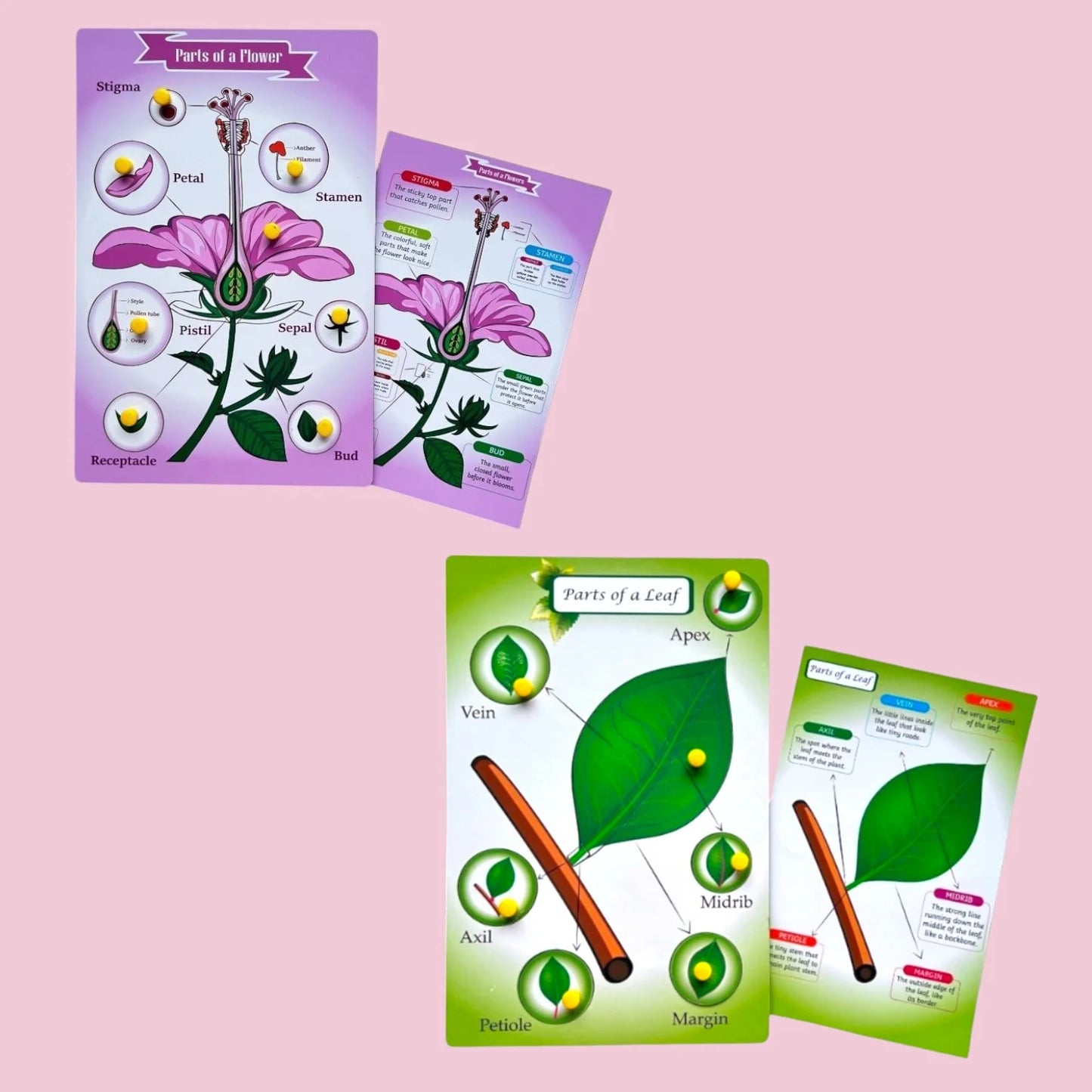 Parts of a Flower & Leaf Combo Kit