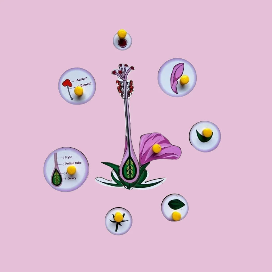 Parts of a Flower & Leaf Combo Kit