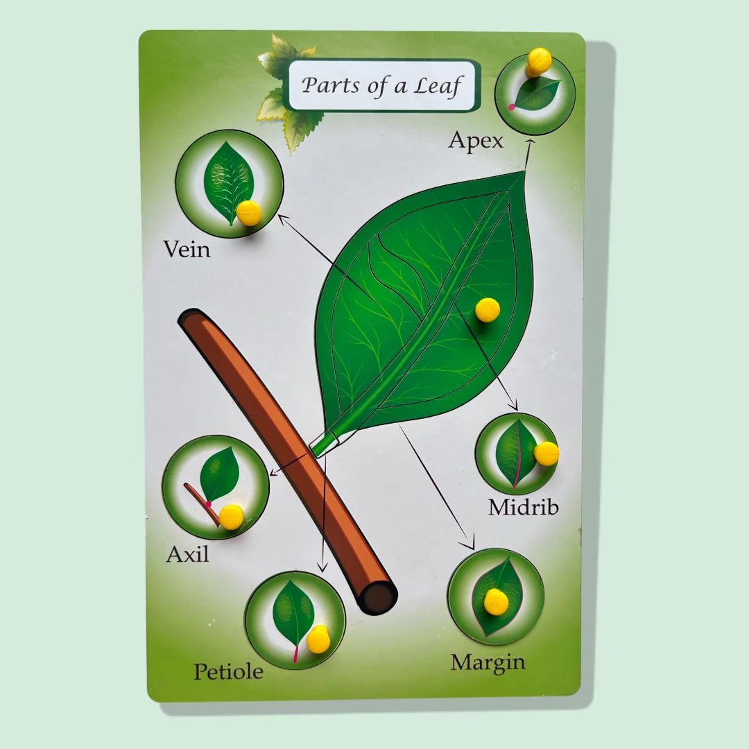 Parts of a Leaf