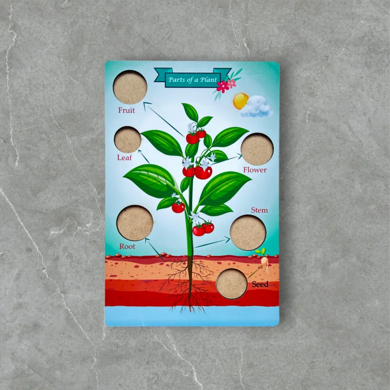 Parts of a plant