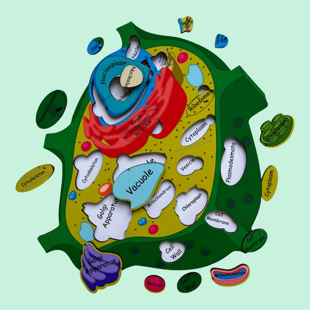 Plant Cell Model