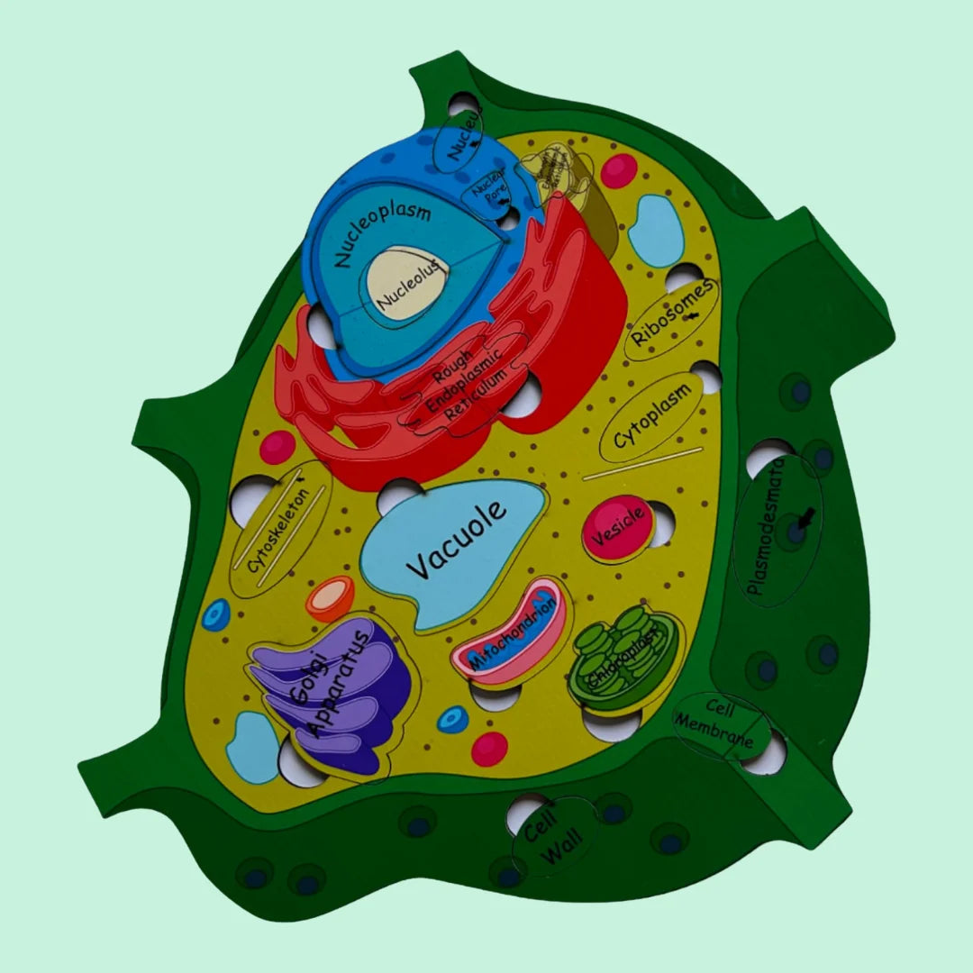 Plant Cell Model