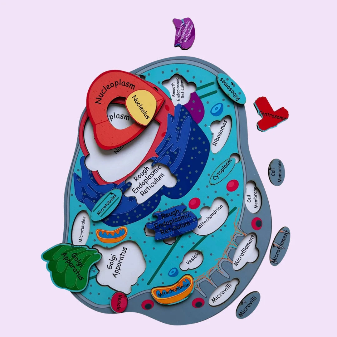 Plant cell And Animal Cell