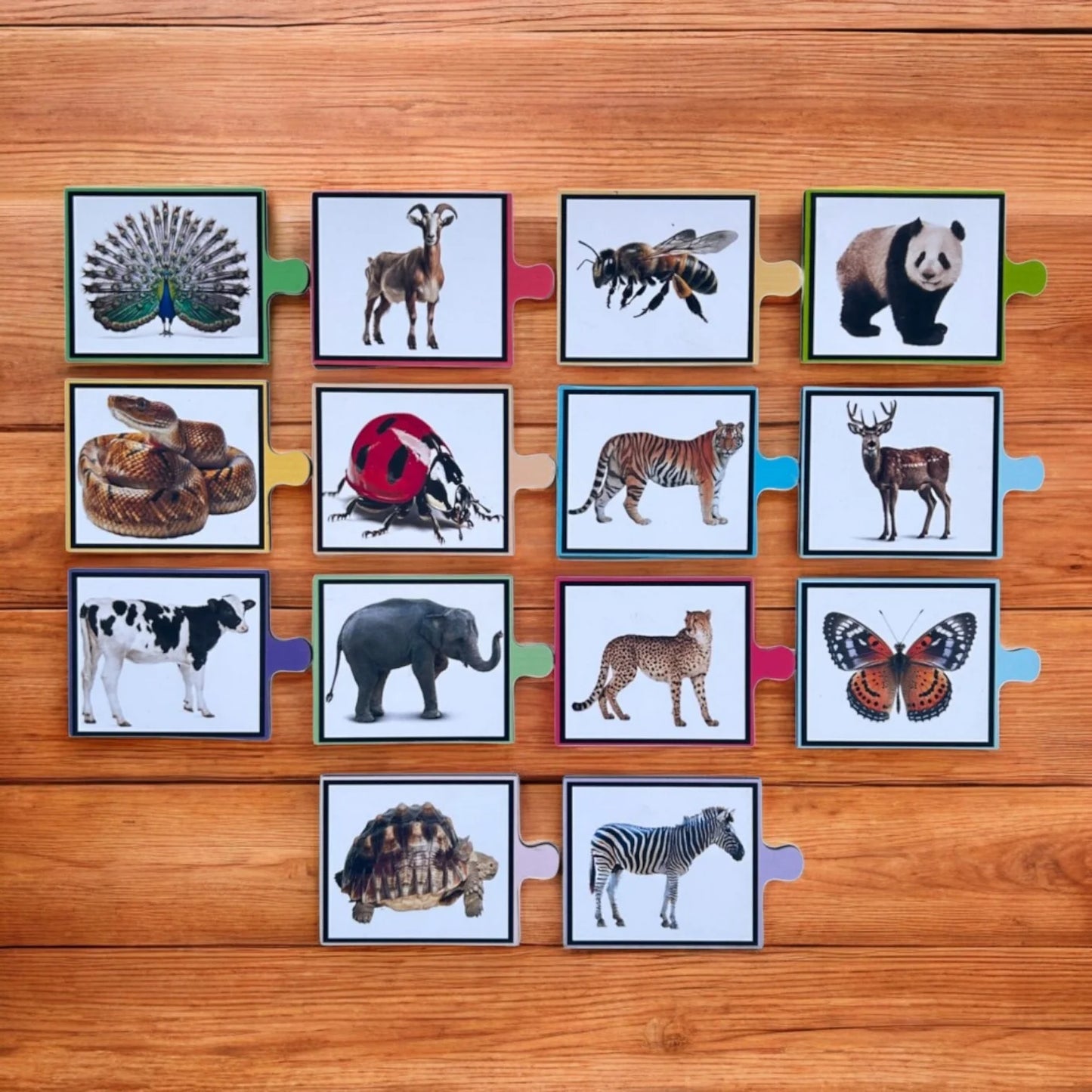Spot The Match-Animal Pattern And Shadow Combo