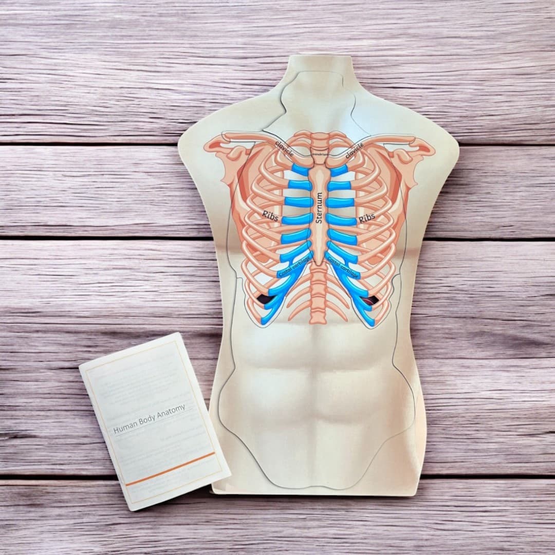 Human Body Anatomy