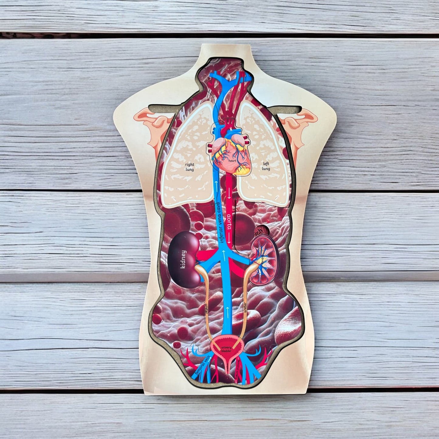 Human Body Anatomy