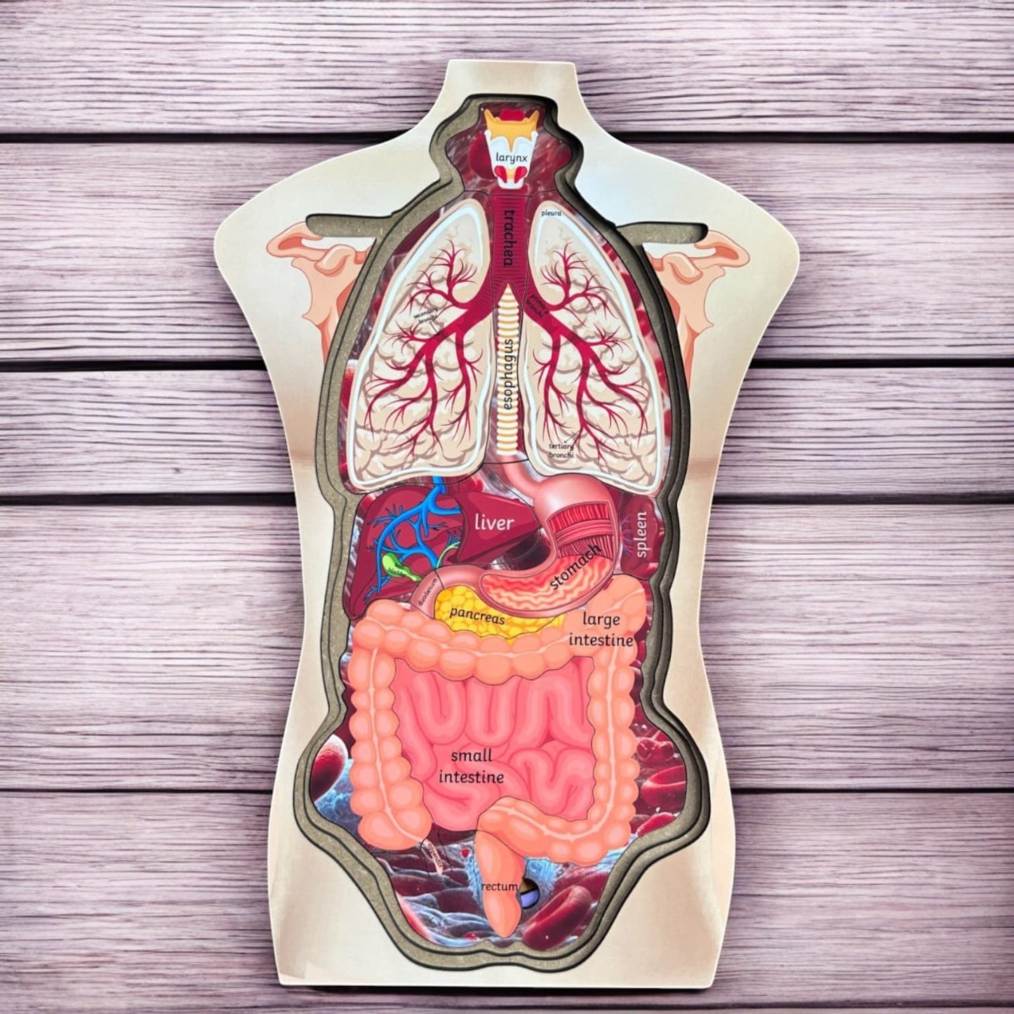 Human Body Anatomy