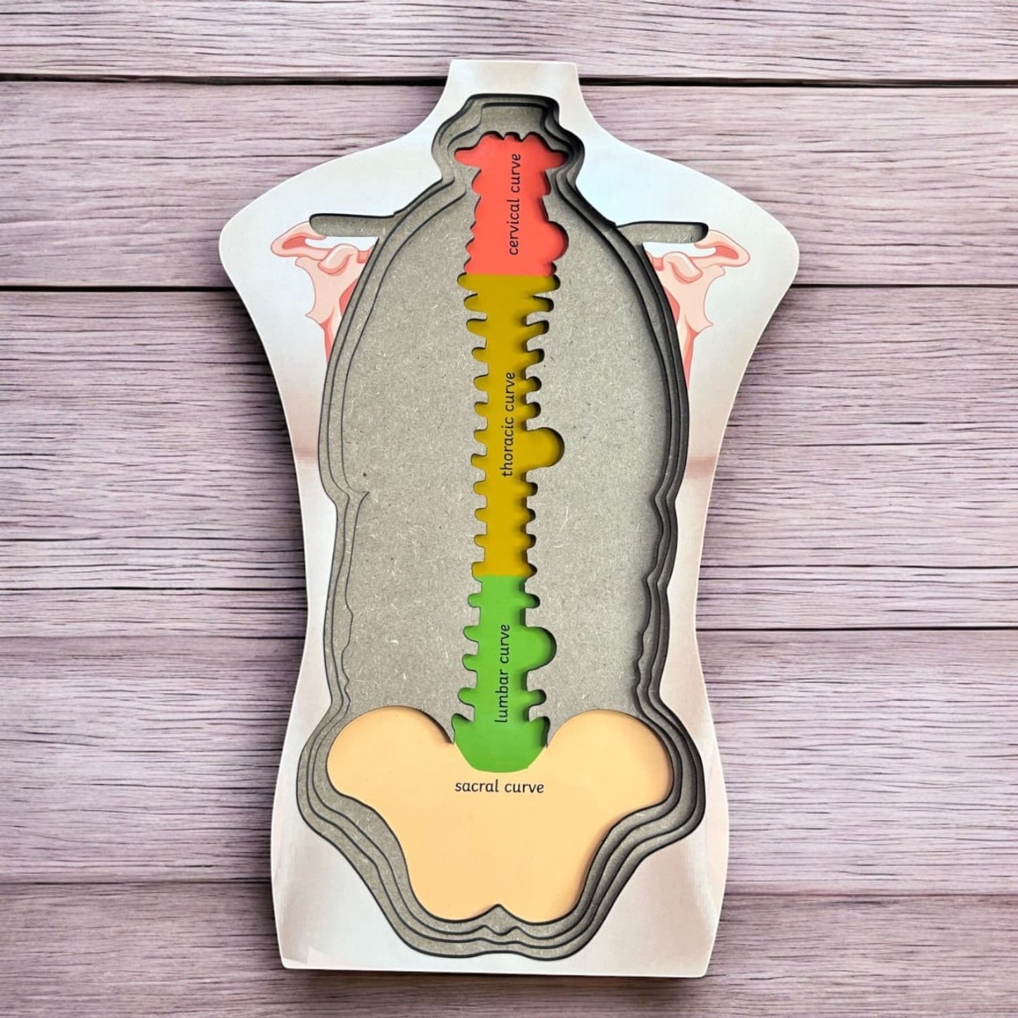 Human Body Anatomy