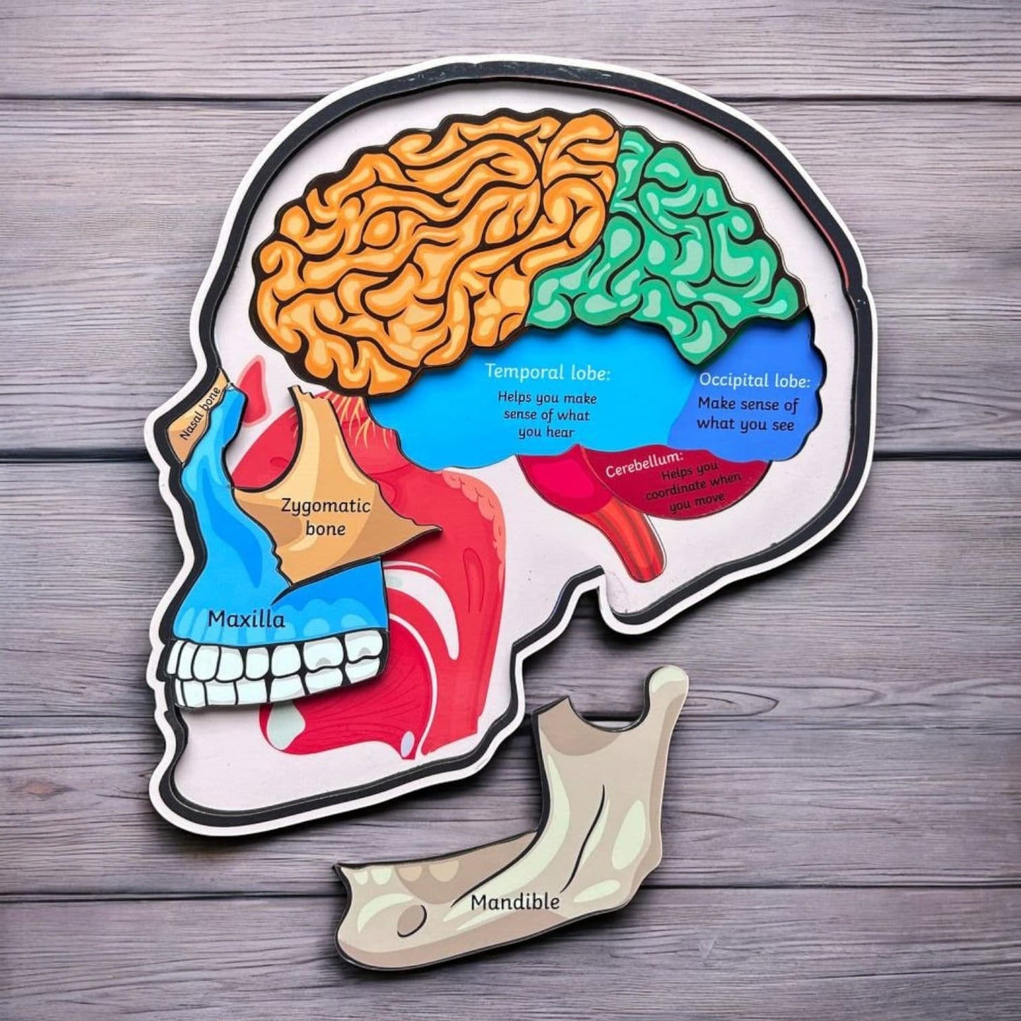 Human Skull Anatomy