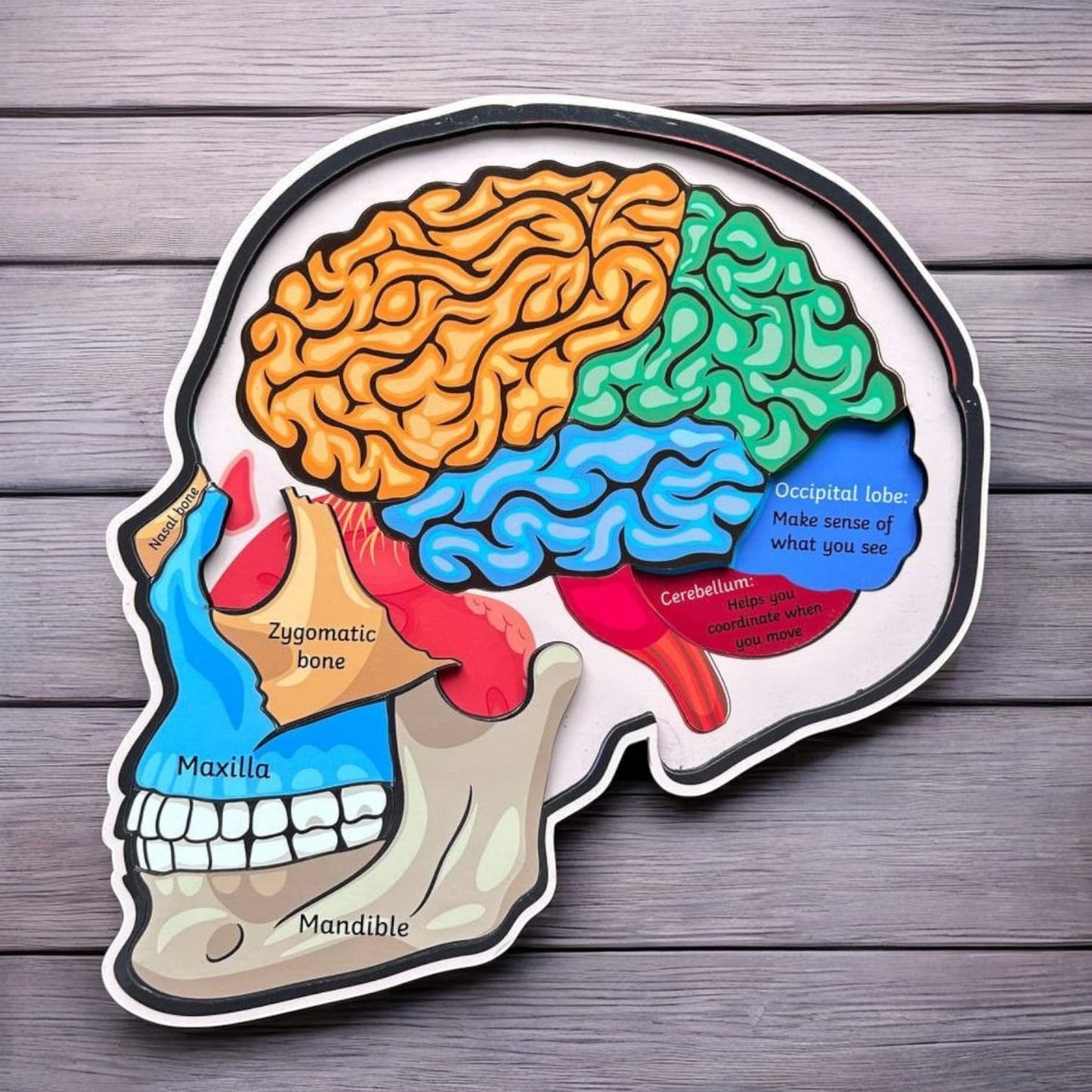 Human Skull Anatomy