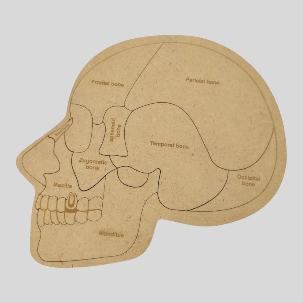 Human Skull Anatomy