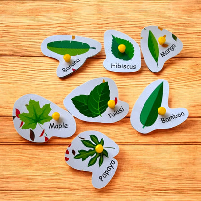 Different Types of Leaves
