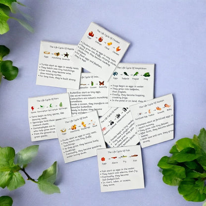 Life Cycle Board