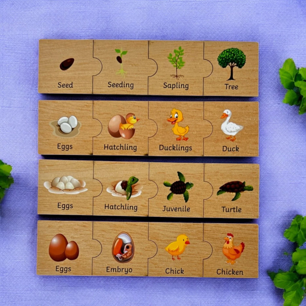 Life Cycle Puzzle