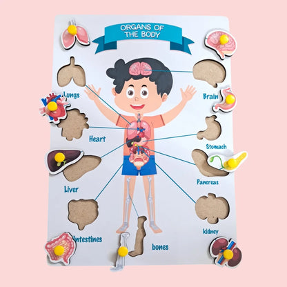 Organs Of The Body