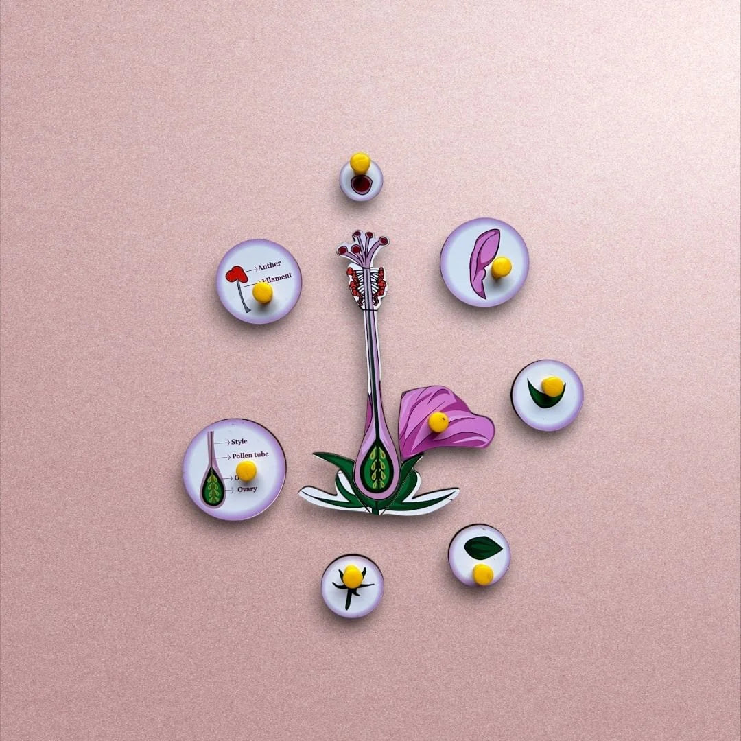 Parts of a Flower
