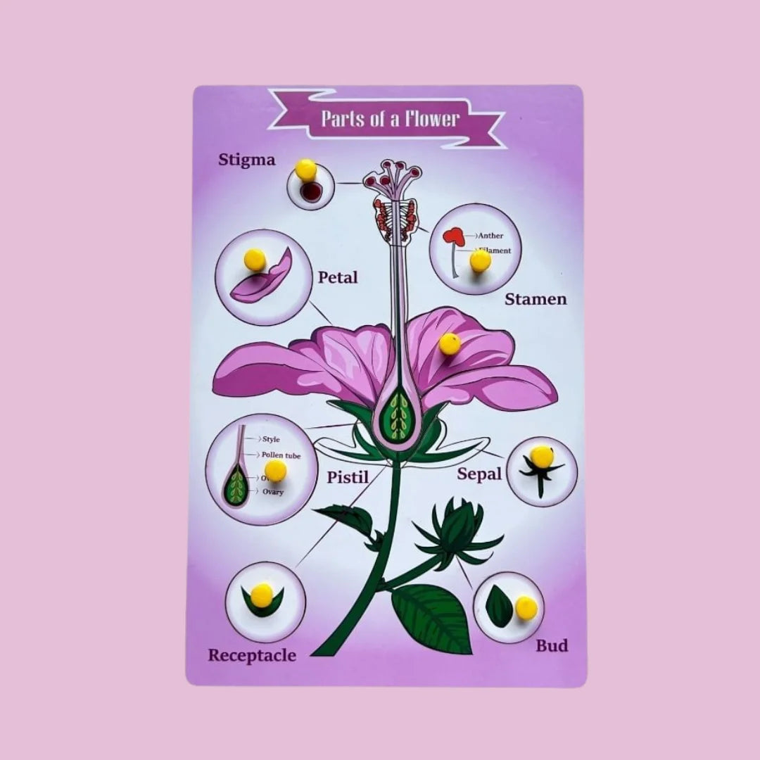 Parts of a Flower & Leaf Combo Kit