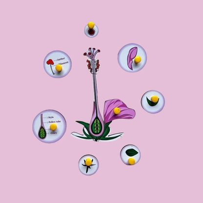 Parts of a Flower & Leaf Combo Kit
