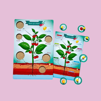 Parts of a Tree, Plant, Flower, Leaf Combo Kit