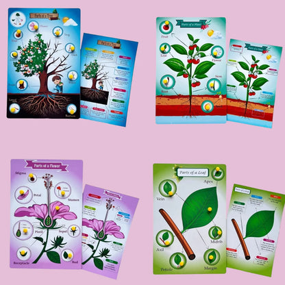 Parts of a Tree, Plant, Flower, Leaf Combo Kit