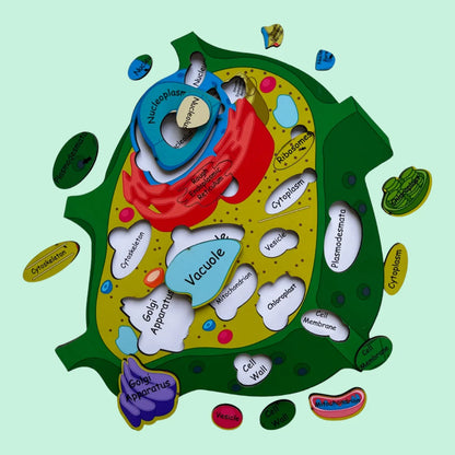 Plant Cell Model