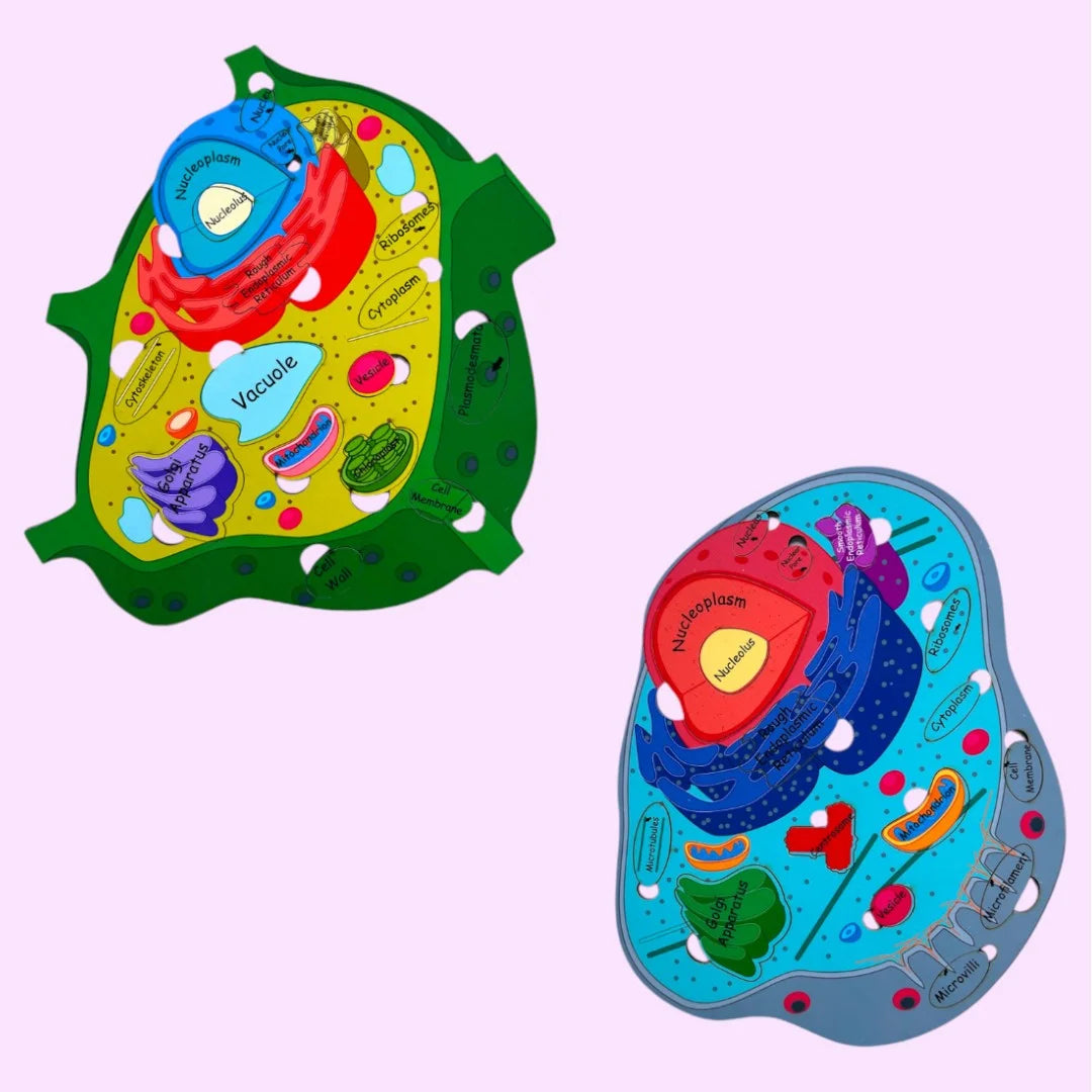 Plant cell And Animal Cell