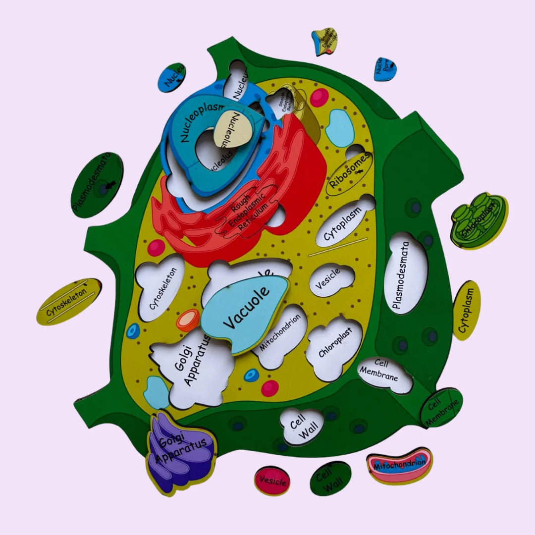 Plant cell And Animal Cell