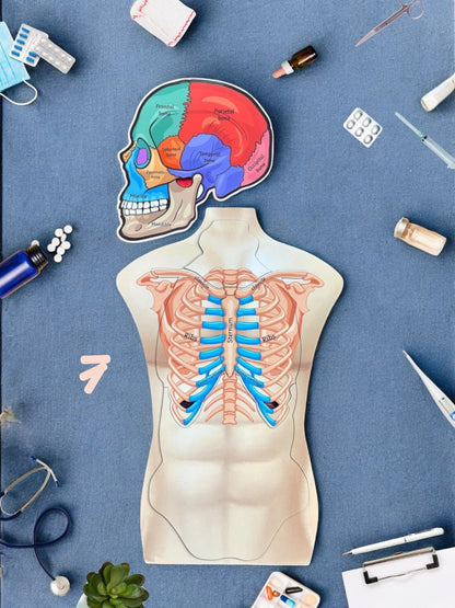 Human Body And Skull Anatomy