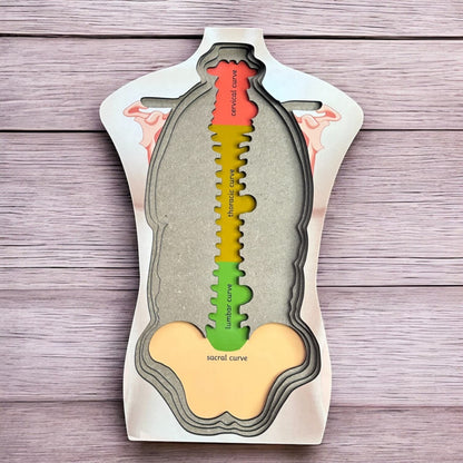 Human Body And Skull Anatomy