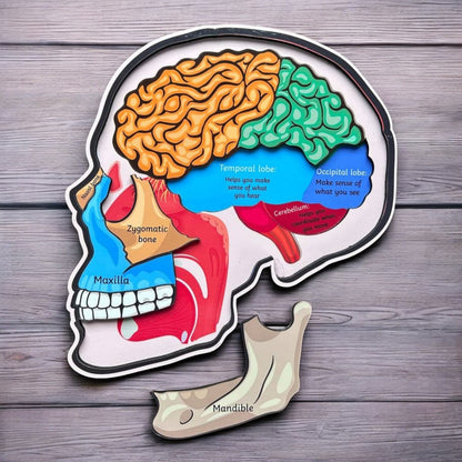 Human Body And Skull Anatomy