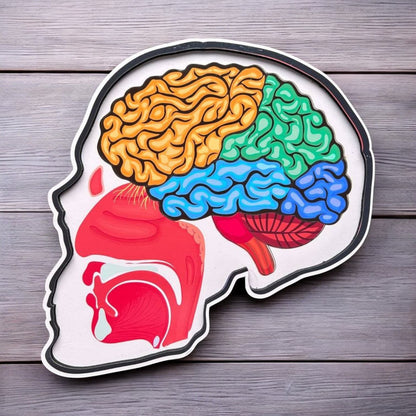 Human Body And Skull Anatomy